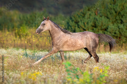 White arabian stallion with long mane run gallop on meadow