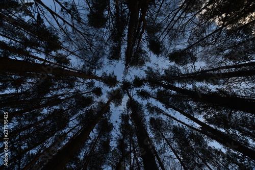 bottom view gloomy forrest, low angle view trees