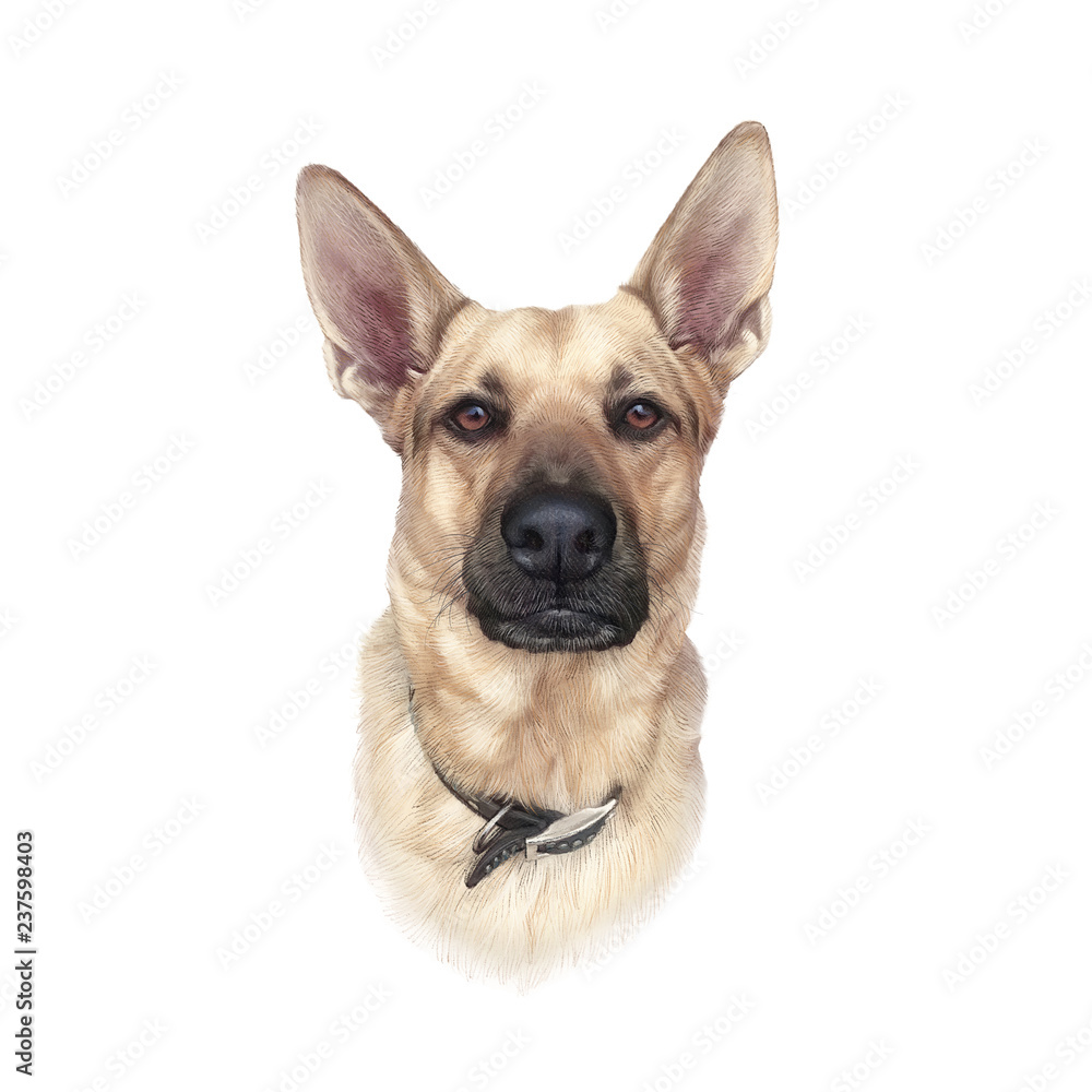 German Shepherd dog isolated on white background. Cute head of a bicolor domestic dog for print on pillow, T-shirt, card. Drawing in realistic style. Hand Painted Illustration of Pet.