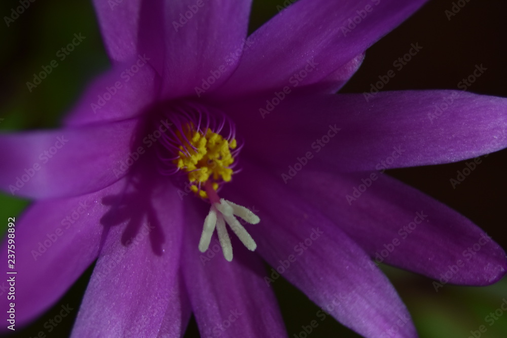 pink flower bud cactus (Rhipsalidopsis rosea) macro pink flower bud cactus (Rhipsalidopsis rosea) macro