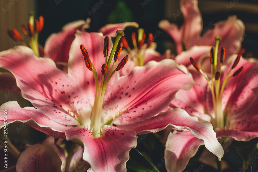 Fototapeta premium pink lily