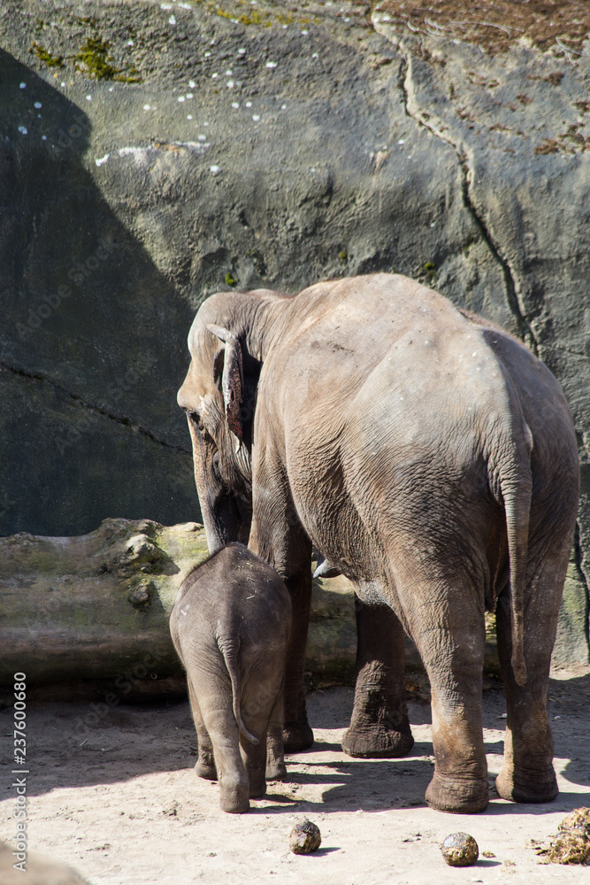 Fototapeta premium an elephant family