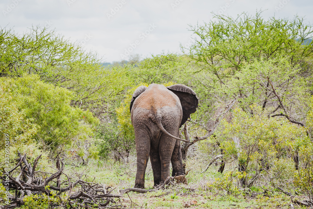 Fototapeta premium Schöner Elefant von hinten im Krüger Nationalpark in Südafrika