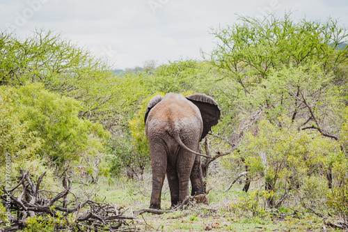 Sch  ner Elefant von hinten im Kr  ger Nationalpark in S  dafrika