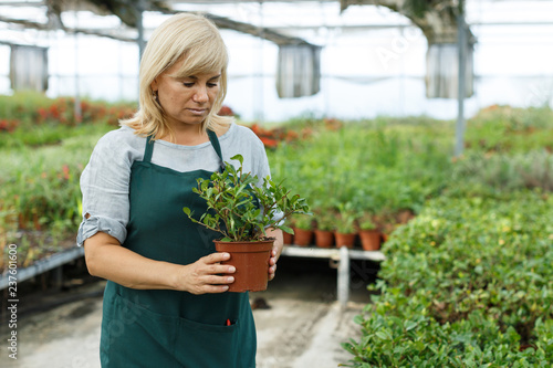 Mature woman  choosing  gardenia flowers in pot  in greenhouse