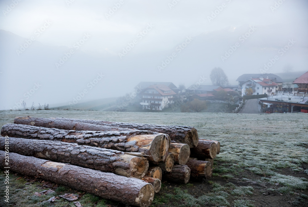 Sawn trees on the background of dolomites and houses Sawn trees on the background of dolomites and houses