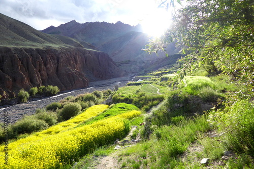 Mustard field along the Markha Valley Trek
