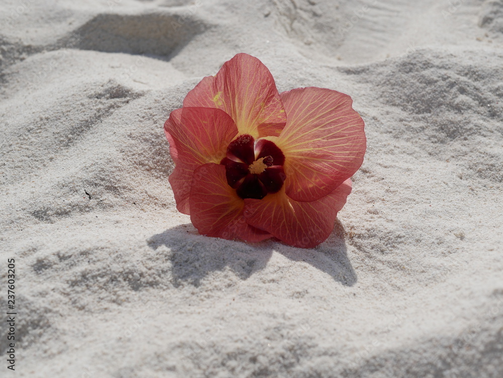 Hibiscus flower on the white sand of the Maldives beach Hibiscus flower on the white sand of the Maldives beach