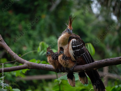 hoatzin with two young ones sitting on tree branch