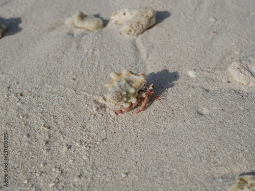 a hermit crab on the white sand of the Maldives