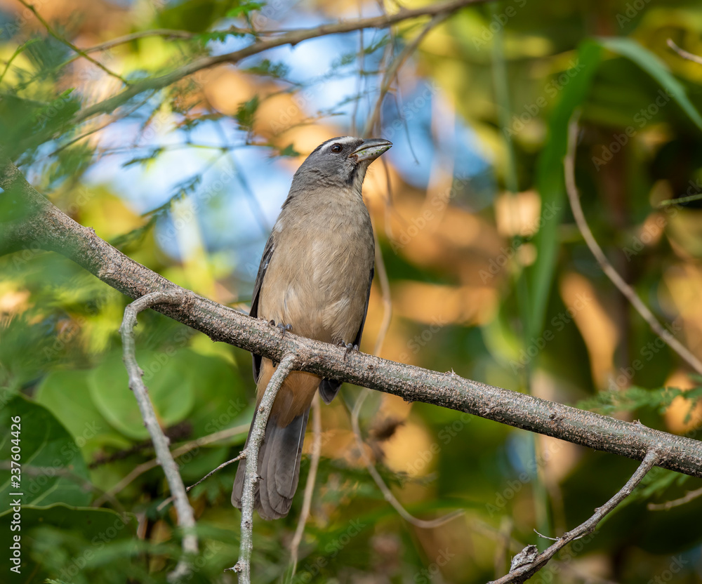 Grayish Saltator (Saltator coerulescens) Perched in a Tree in Punta de Mita, Nayarit, Mexico