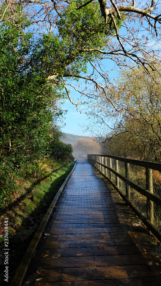 A wooden bridge with handrail passing though trees on a clear autumn day with blue sky.