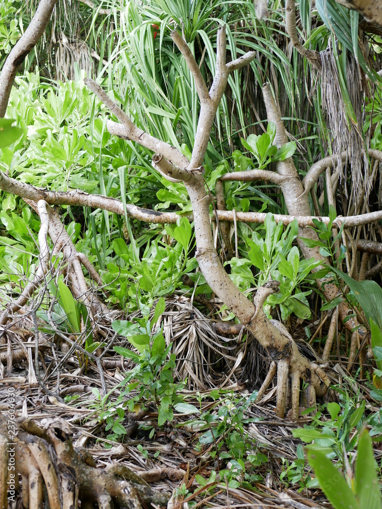 powerful roots and trunks of tropical plants
