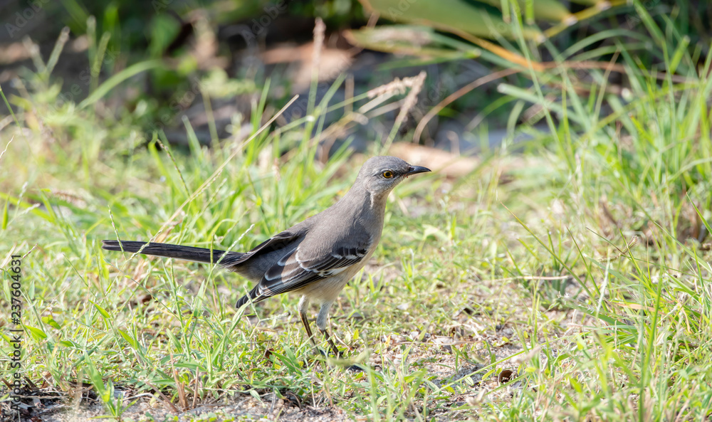 A Northern Mockingbird (Mimus polyglottos) Perched in Punta de Mita, Nayarit, Mexico A Northern Mockingbird (Mimus polyglottos) Perched in Punta de Mita, Nayarit, Mexico