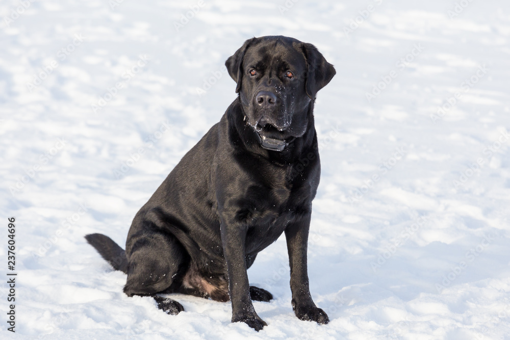 black labrador retriever sitting down on the snow black labrador retriever sitting down on the snow