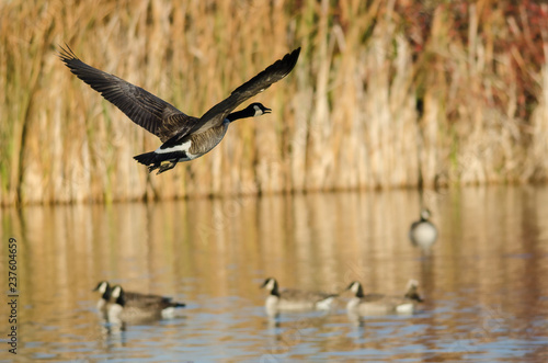 Canada Goose Flying Low Over the Autumn Wetlands © rck