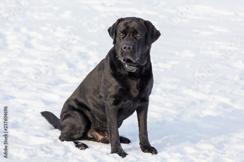 black labrador retriever sitting down on the snow