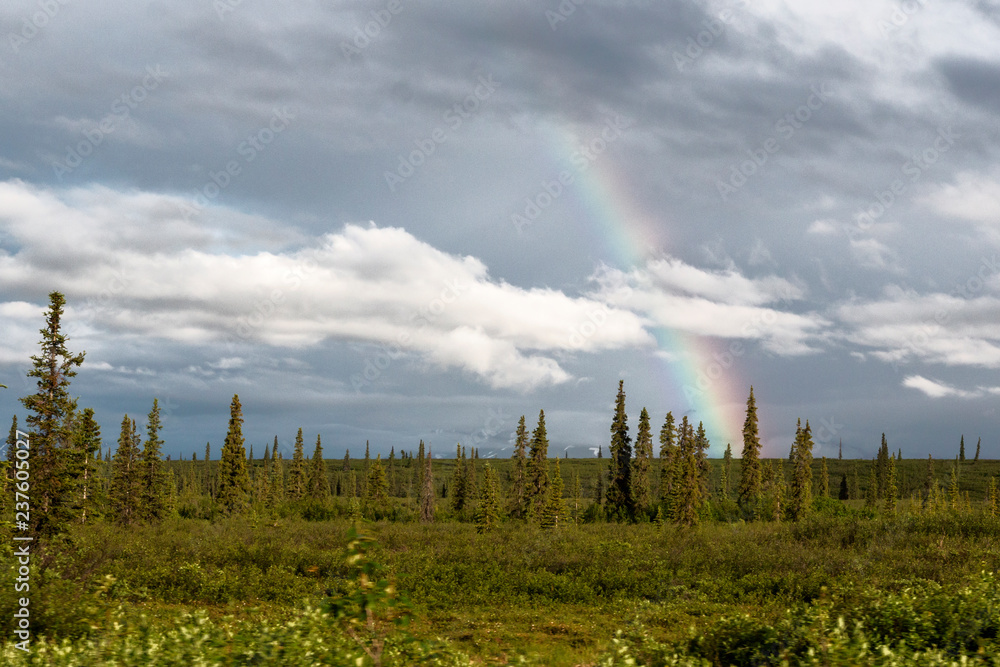 Landscape view of Denali National Park in Alaska.