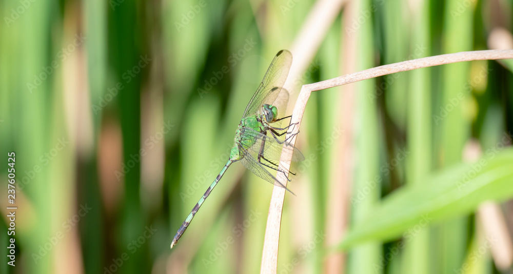 A Great Pondhawk (Erythemis vesiculosa) Dragonfly Perches on a Twig in Punta de Mita, Nayarit, Mexico A Great Pondhawk (Erythemis vesiculosa) Dragonfly Perches on a Twig in Punta de Mita, Nayarit, Mexico