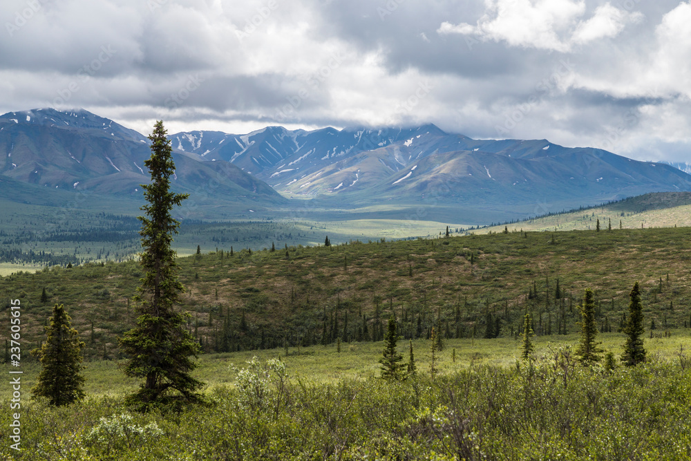 Obraz premium Landscape view of Denali National Park in Alaska.