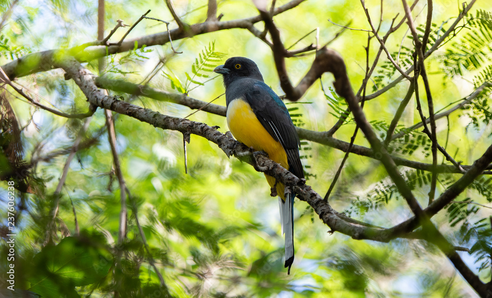 A Bright Endemic Yellow & Green Iridescent Citreoline Trogon (Trogon citreolus) Perched High in a Tree in Punta de Mita, Nayarit, Mexico A Bright Endemic Yellow & Green Iridescent Citreoline Trogon (Trogon citreolus) Perched High in a Tree in Punta de Mita, Nayarit, Mexico