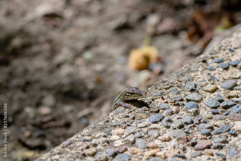 A Small Skink Lizard Looks Over the Edge of a Sidewalk in Punta de Mita, Nayarit, Mexico A Small Skink Lizard Looks Over the Edge of a Sidewalk in Punta de Mita, Nayarit, Mexico