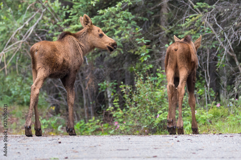 Wild moose in Denali National Park (Alaska). Wild moose in Denali National Park (Alaska).