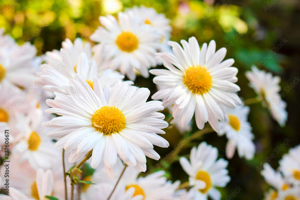 White Chamomile Chrysanthemum flowers closeup White Chamomile Chrysanthemum flowers closeup