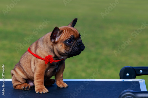 Dog breed French Bulldog photo