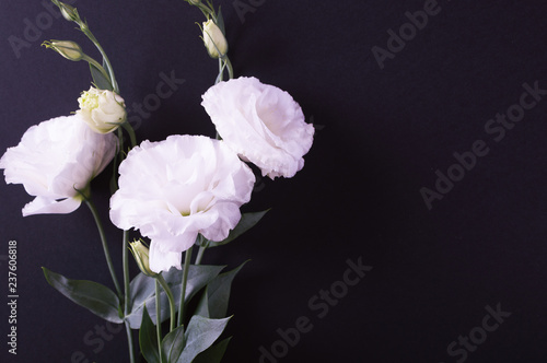 Tender white flowers of Lisianthus on the dark background.