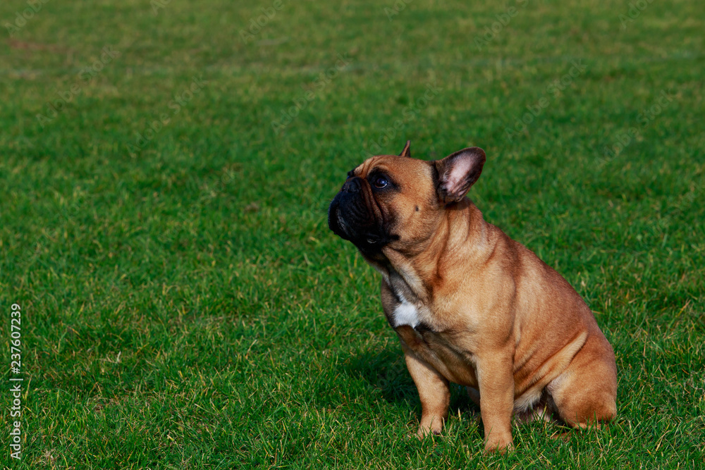 Dog breed French Bulldog