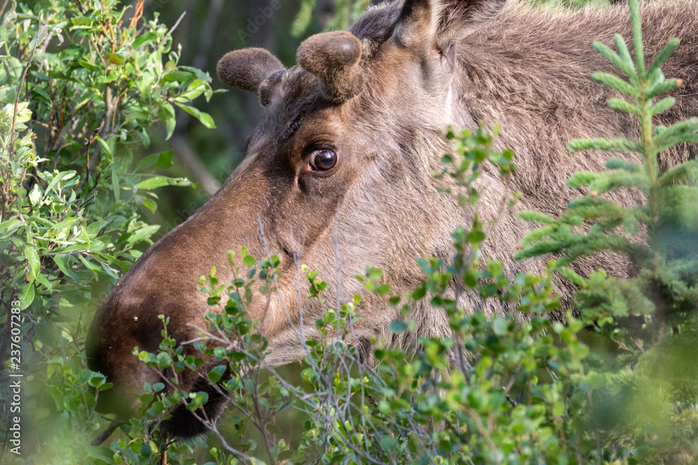 Fototapeta premium Wild moose in Denali National Park (Alaska).