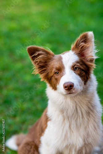 Brown border collie dog sitting on the ground © anderm
