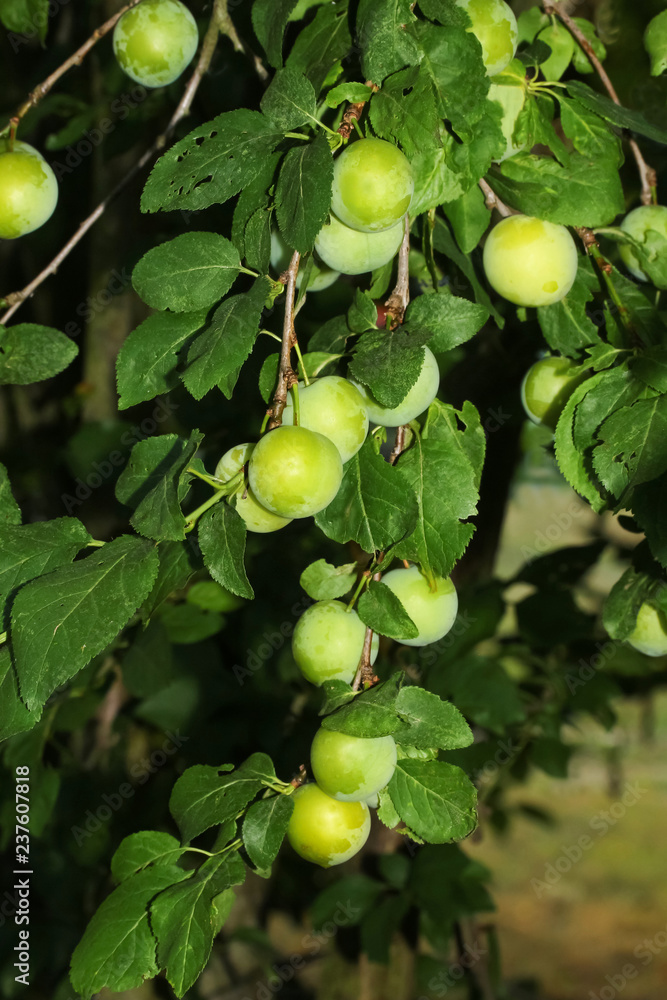 Unreife Mirabellen am Baum, Prunus domestica, Unreife Mirabellen am Baum, Prunus domestica,