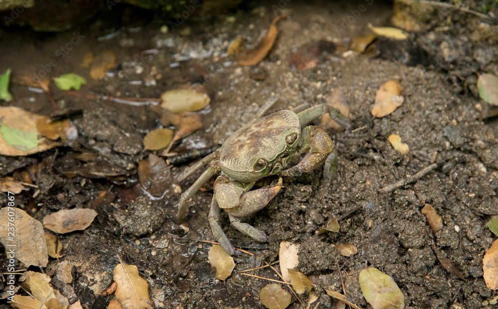 Fototapeta premium Crab in forest 