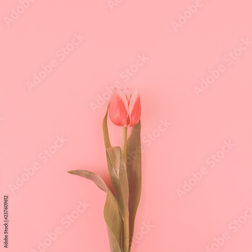 One pcoral tulip on coral background. Top view, minimal styled. Living coral.
