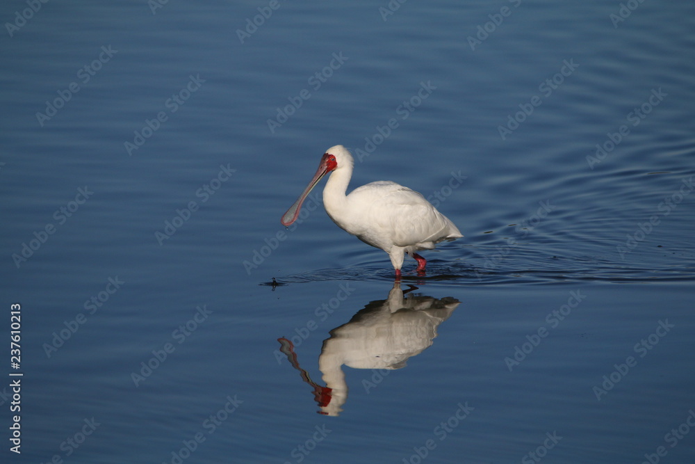 African Spoonbill wading through deep water. African Spoonbill wading through deep water.