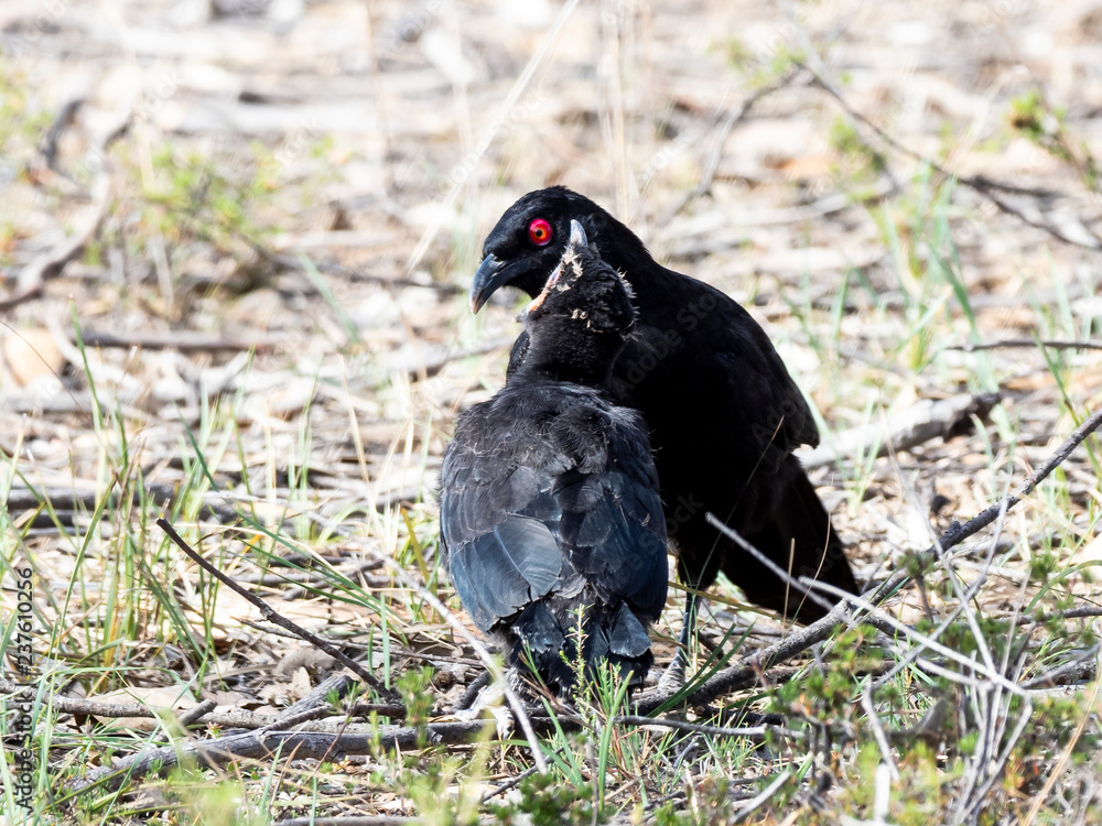 Adult feeding a fledgling. White-winged Chough (Corcorax melanorhamphos) race Adult feeding a fledgling. White-winged Chough (Corcorax melanorhamphos) race