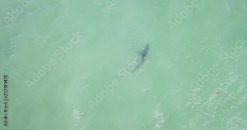 Wallpaper Mural A great white in Santa Cruz, CA Torontodigital.ca