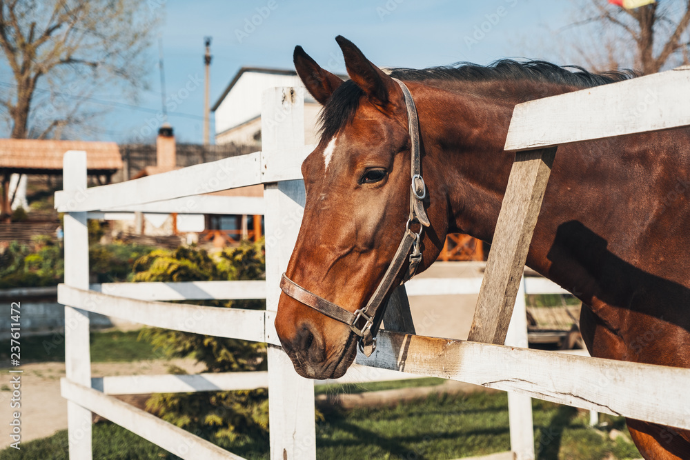 Fototapeta premium Portrait of a beautiful red horse