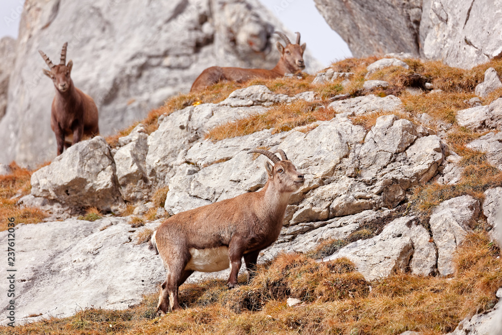 Wild mountain goats in Lechquellengebirge mountains Wild mountain goats in Lechquellengebirge mountains