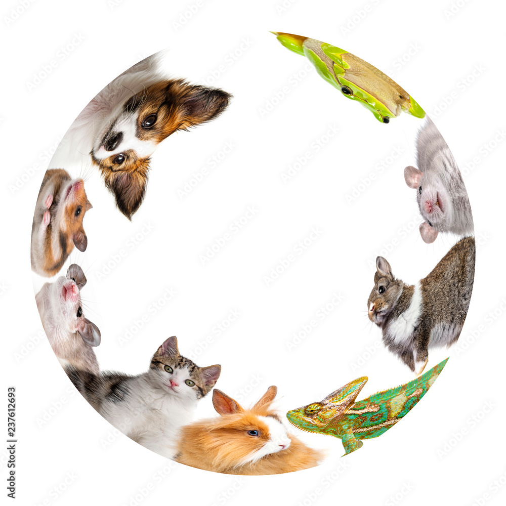 Obraz premium cute animals isolated over white