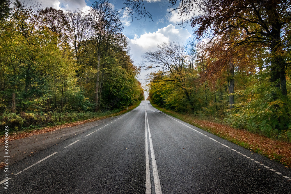 Road leading through the forrest Road leading through the forrest