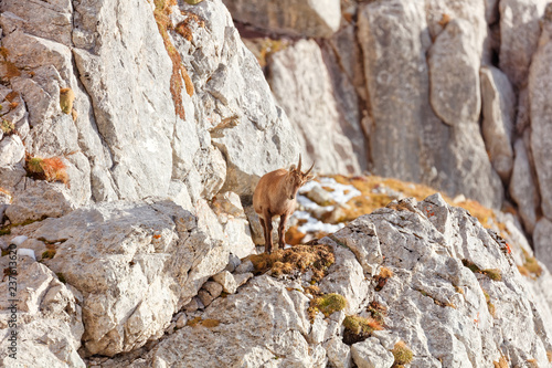 Wild mountain goats in Lechquellengebirge mountains