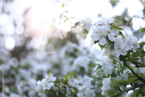 blossom
