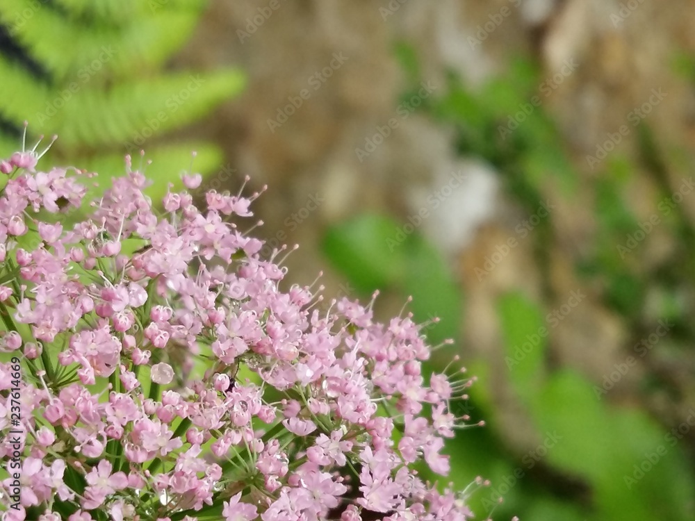 nature nature