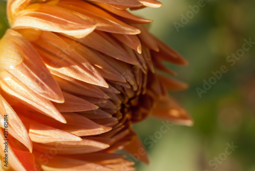 Foto Autumn flower. Tawny dahlia. Macro (shallow DOF)