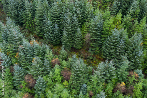 Overhead aerial view of an evergreen pine tree forest