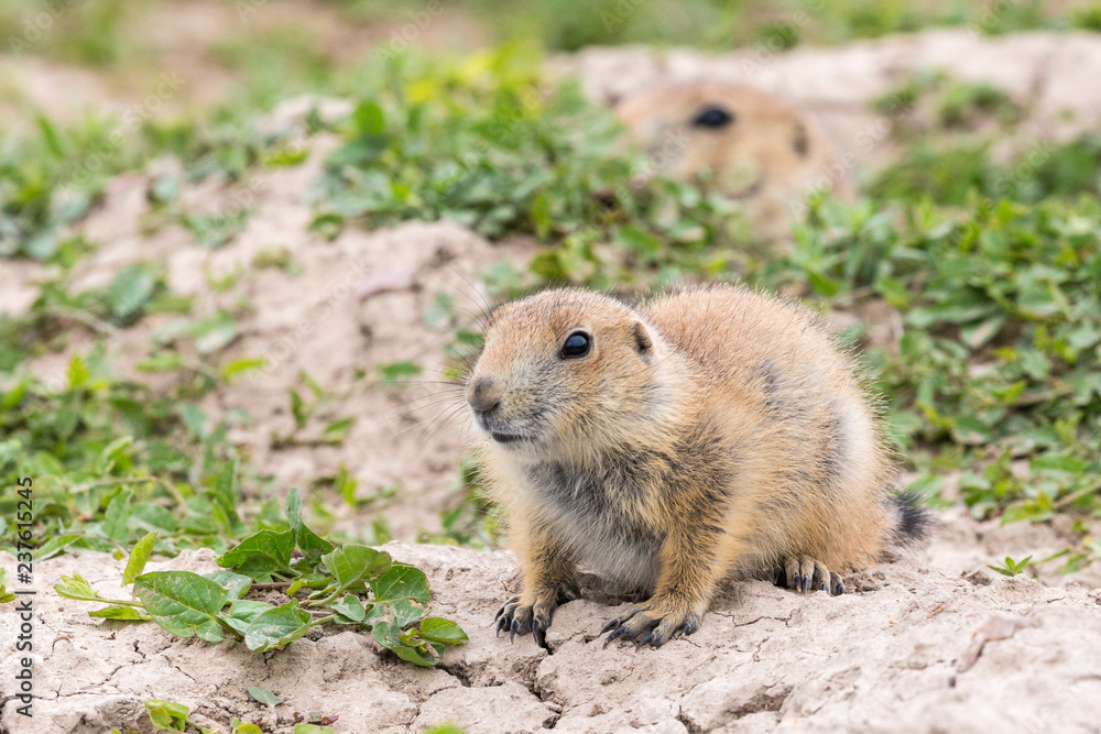 Wild prairie dog in Badlands National Park in South Dakota. Wild prairie dog in Badlands National Park in South Dakota.