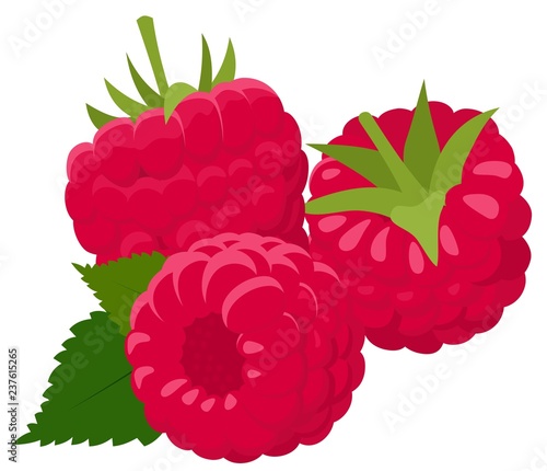 Raspberry isolated on white background. Raspberries. Forest berry. Vector Illustration